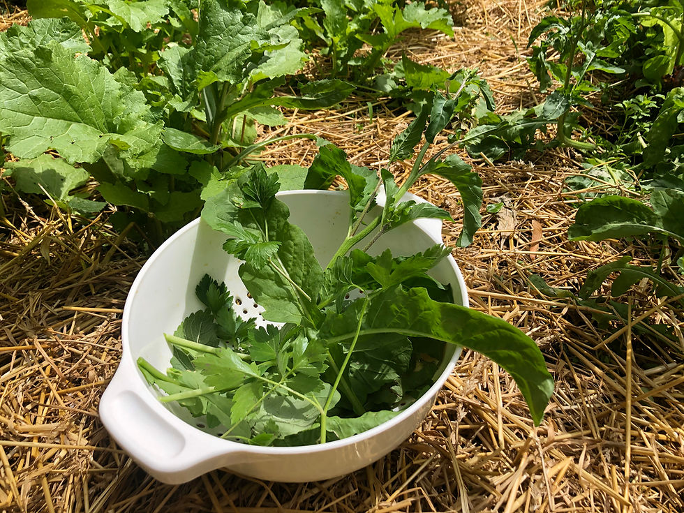 Growing Your Own Vegetables Has Its Rewards, mesclun greens in my garden 2021