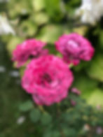 Roses