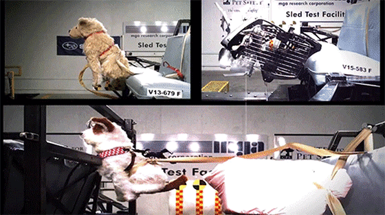 rossen-pets-02.gif