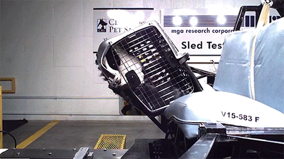 rossen-pets-04.gif