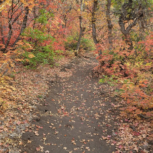 singletrack-trails-jacobs-ladder-2