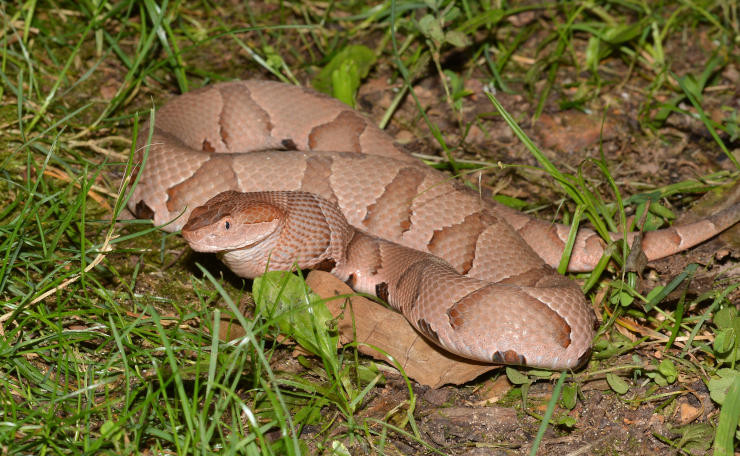 copperhead snake lying in grass coiled up