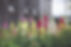 Un aperçu du champ de fleur | Juliette et famille