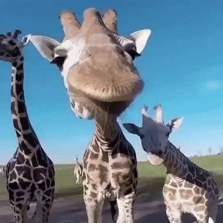 46521a981955c44a236d30dc15271f63.gif