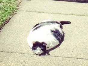 Gear Up for Carolina Carnage: Pre-Tournament Armor Check