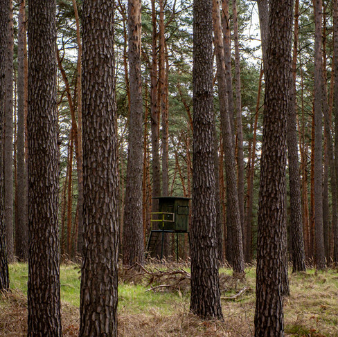 Hochstand im Brandenburger Wald