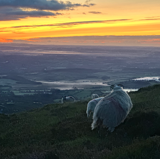 Zwei Schafe sehen auf das Tal hinab, der ganze Himmel scheint zu glühen, die Sonne ist kurz davor aufzugehen.