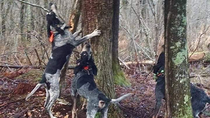 BUBBA, MONSTER, & STUBB 12/15/2015