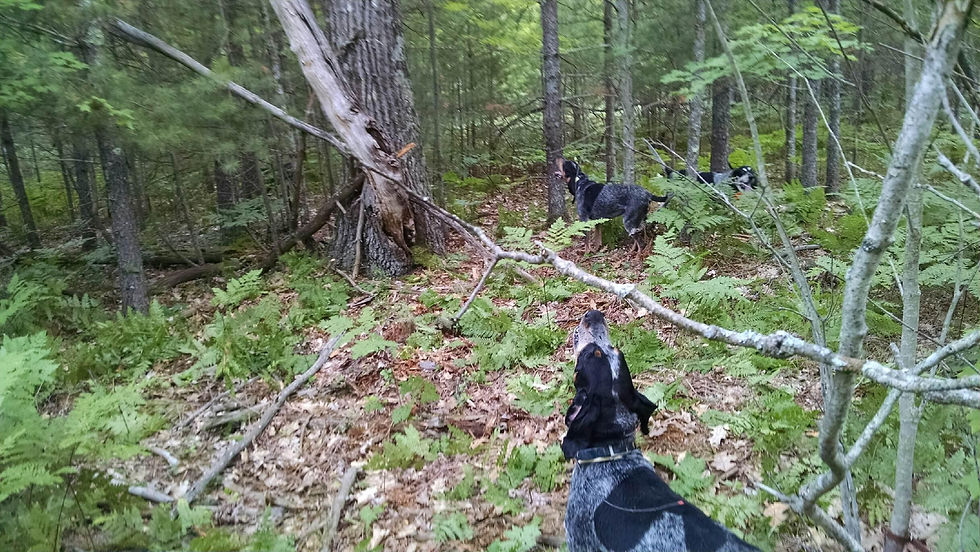 BEAR TREE TRAINING SEASON 2015