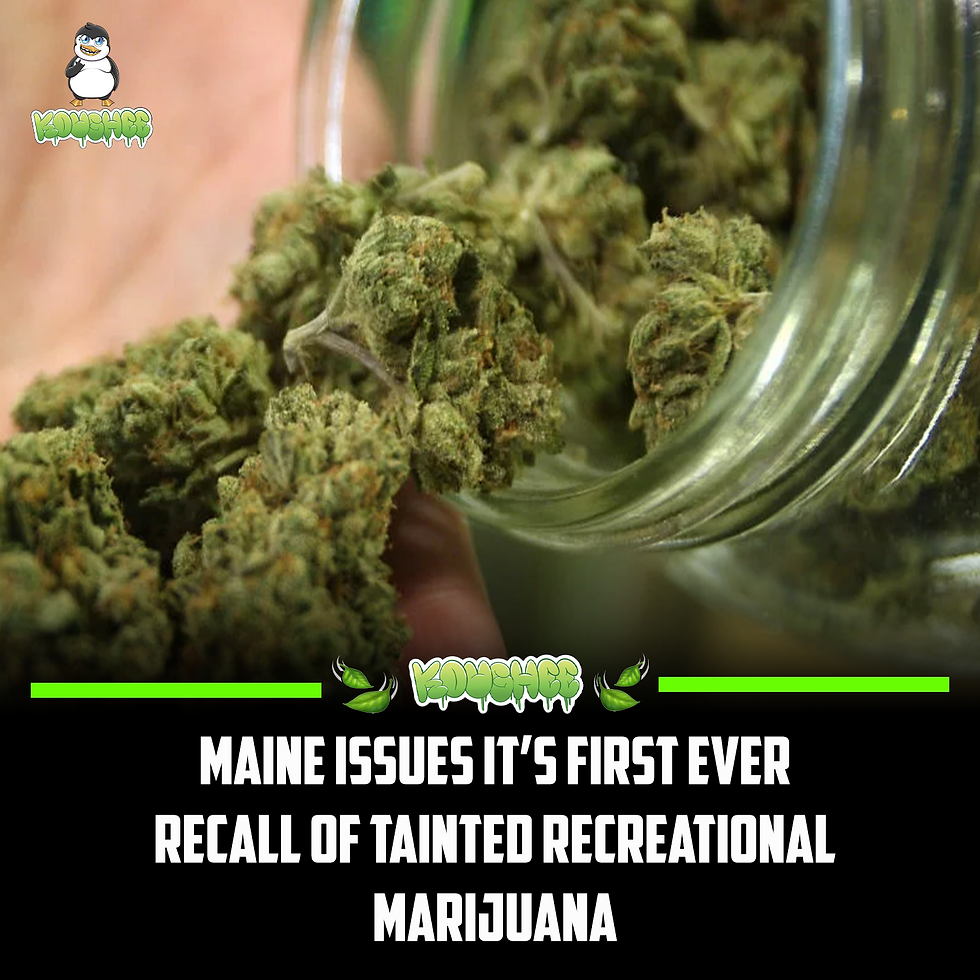Maine's Recall of Tainted Recreational Marijuana