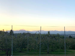 apple_6