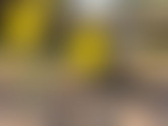 Et si on allait voir les jonquilles ensemble ? 🌼🥾