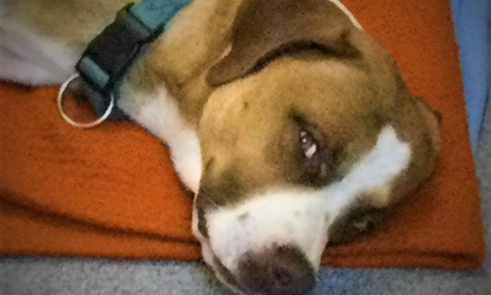 Dogs and Cats Surface Creek Animal Shelter, Cedaredge