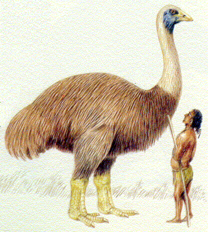 elephant bird.gif