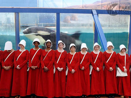Morgan The Captive Orca – A Real Handmaid’s Tale
