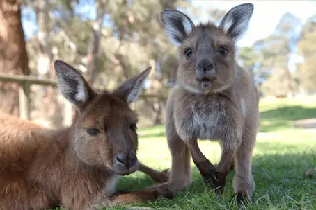 Kangaroos Alive - Calling out the worlds largest slaughter of land-based wildlife.