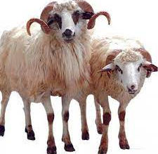 ÇIĞIRINDAN ÇIKAN İNSAN