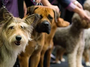 Freshfields Animal Rescue Fun Dog Show