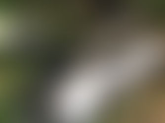 Single-vehicle road traffic incident in Formby