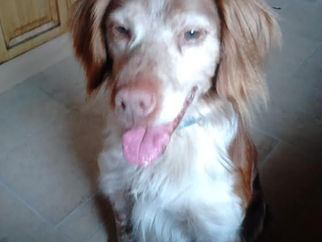 Lost dog springer spaniel type liver and tan male with a blue collar