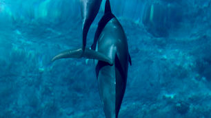 Testato per Voi: Mauritius