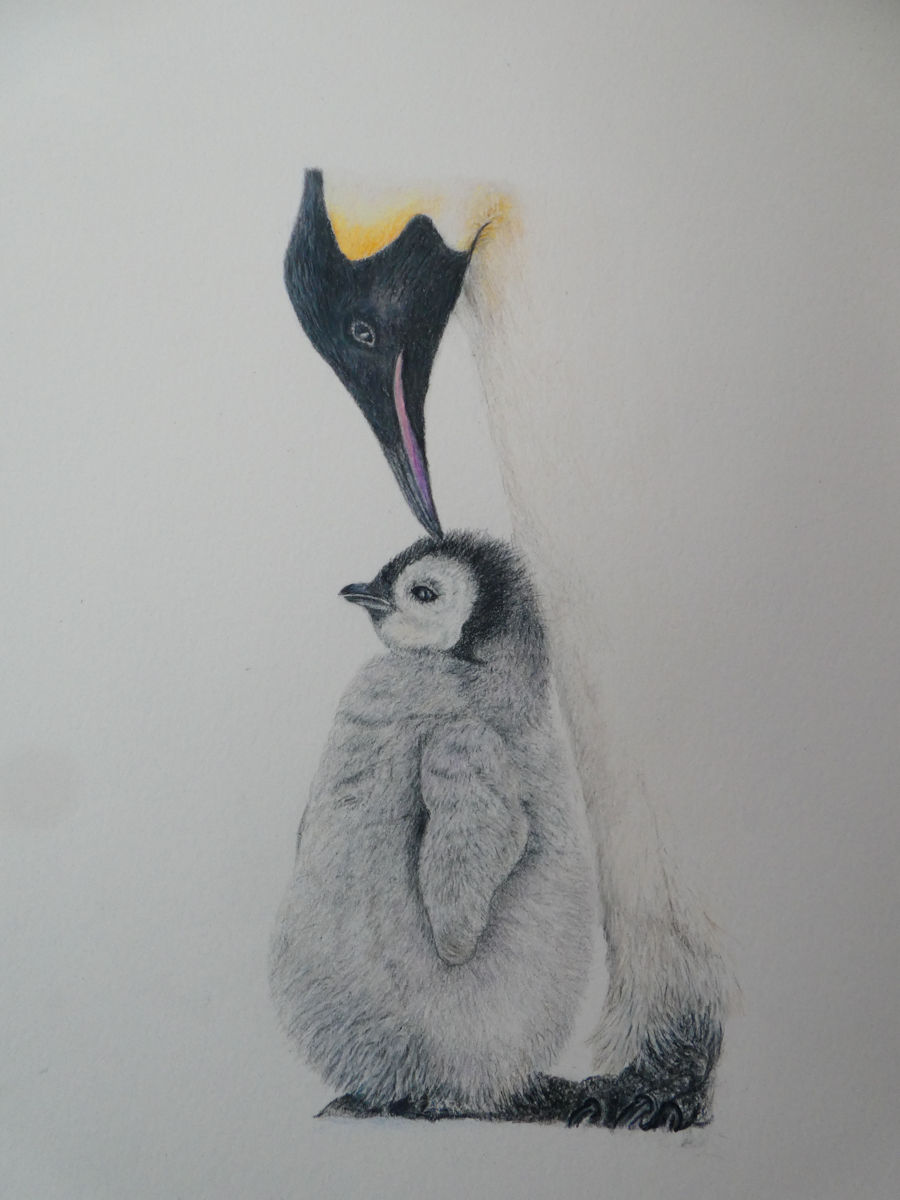 king penguin