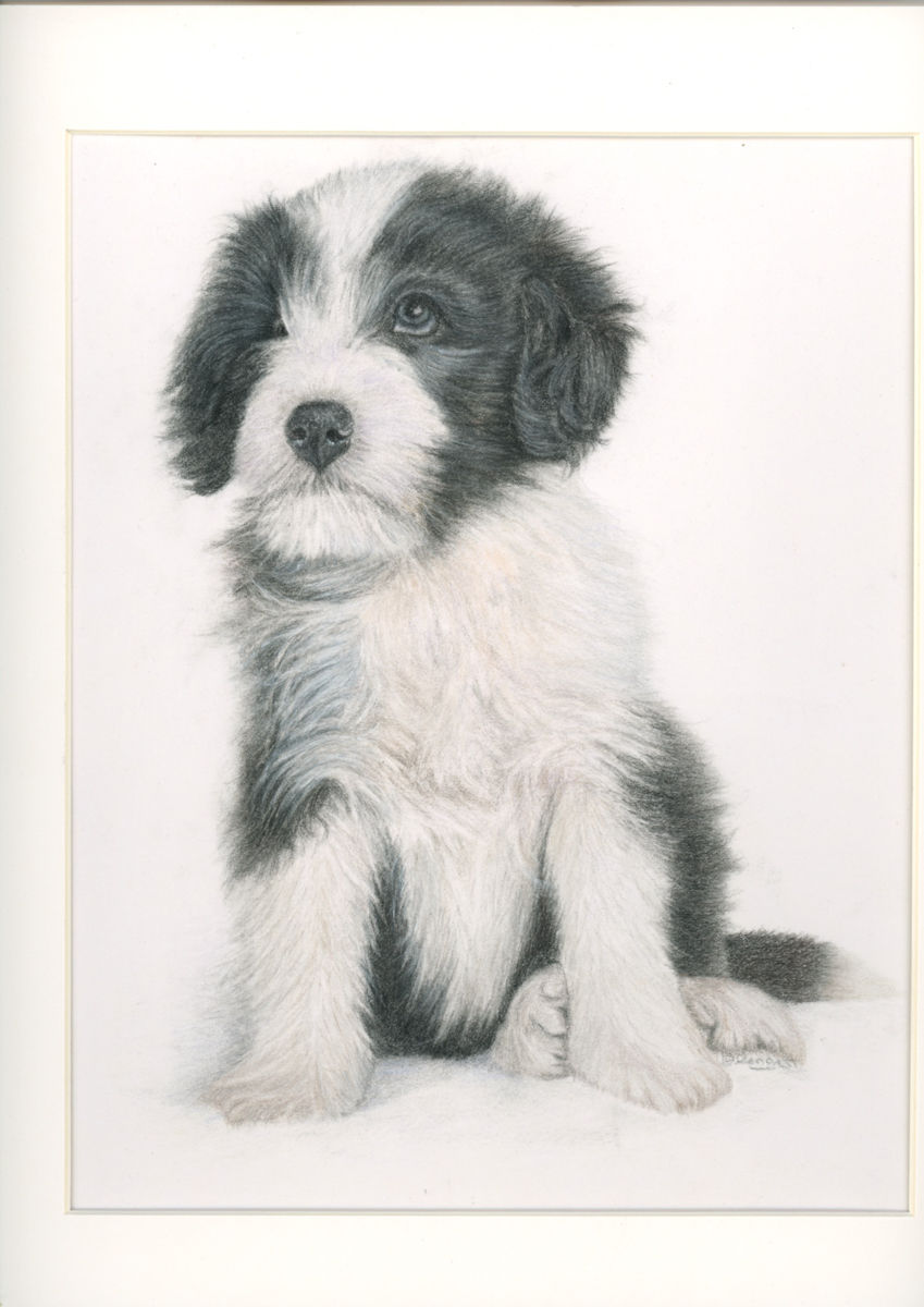puppy