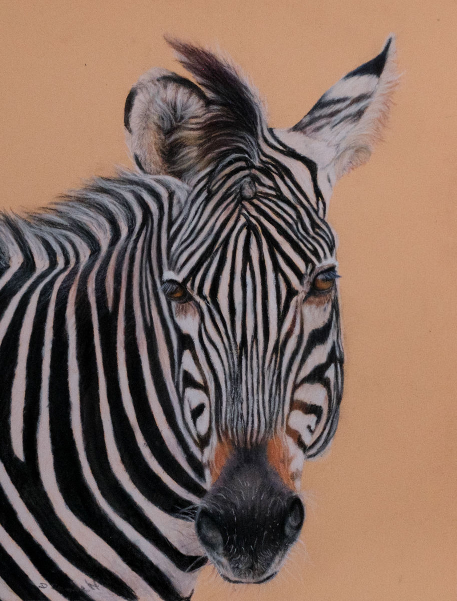 zebra