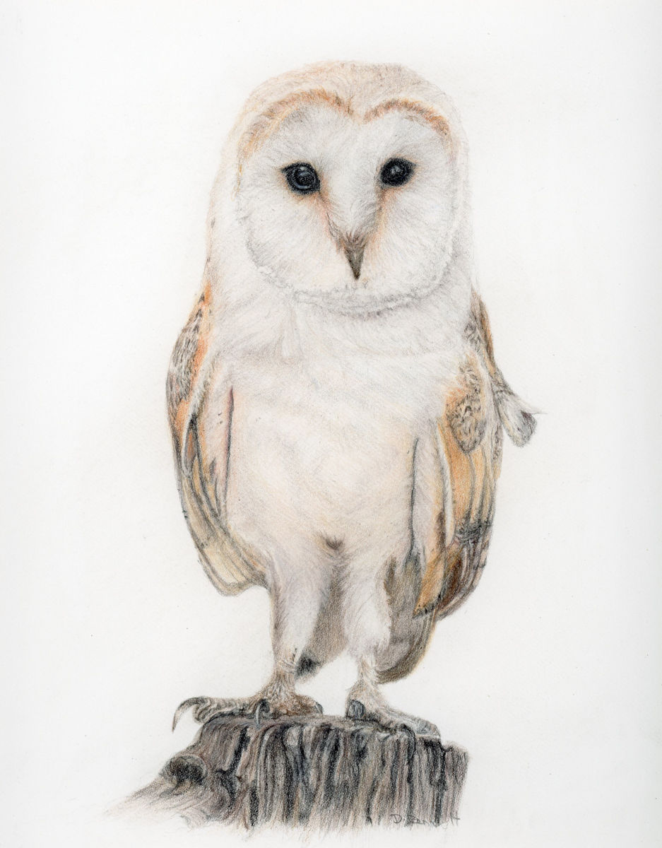 owl