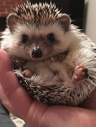 Pickles 2.JPG