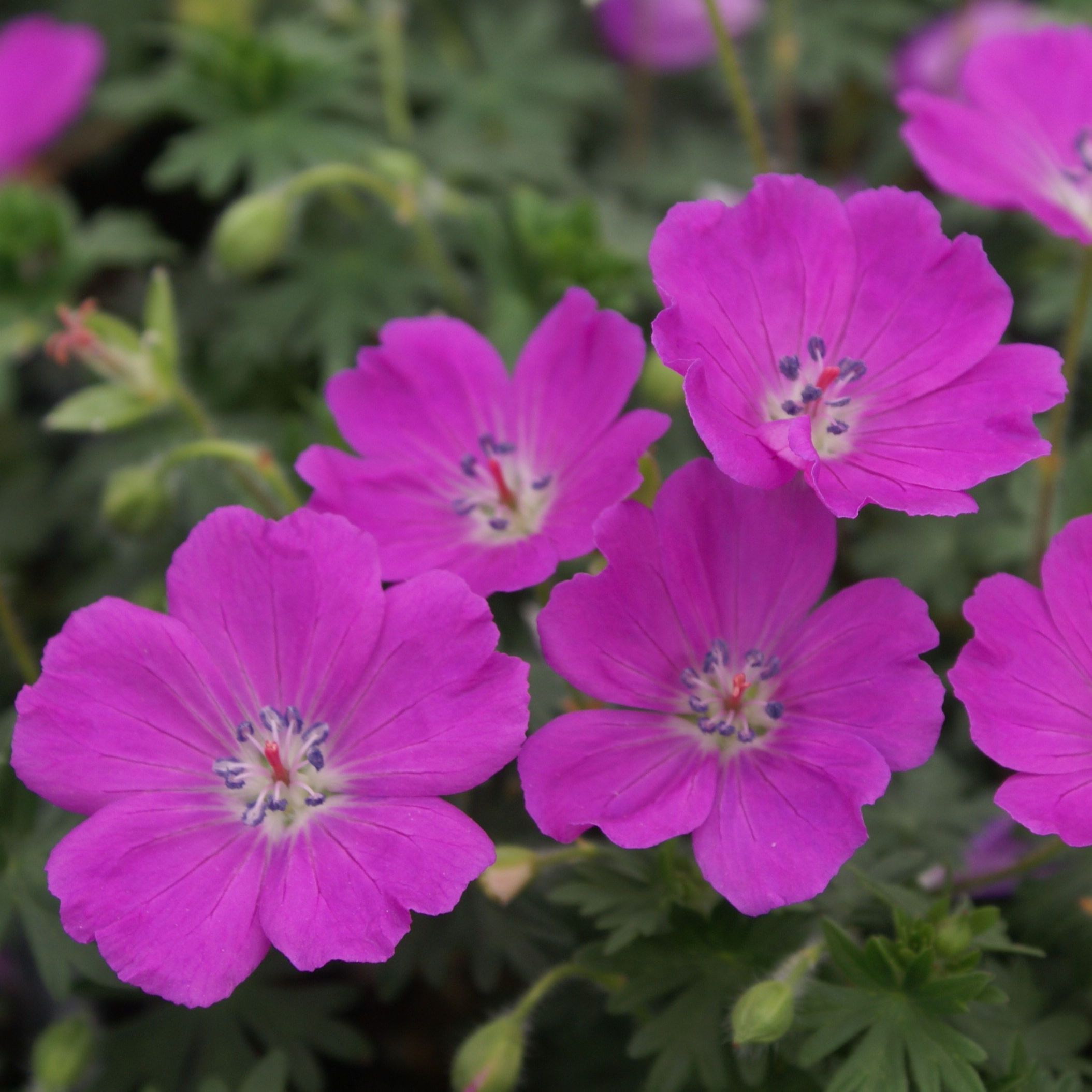 Geranium 'Max Frei' Cranesbill (Geranium ibericum)