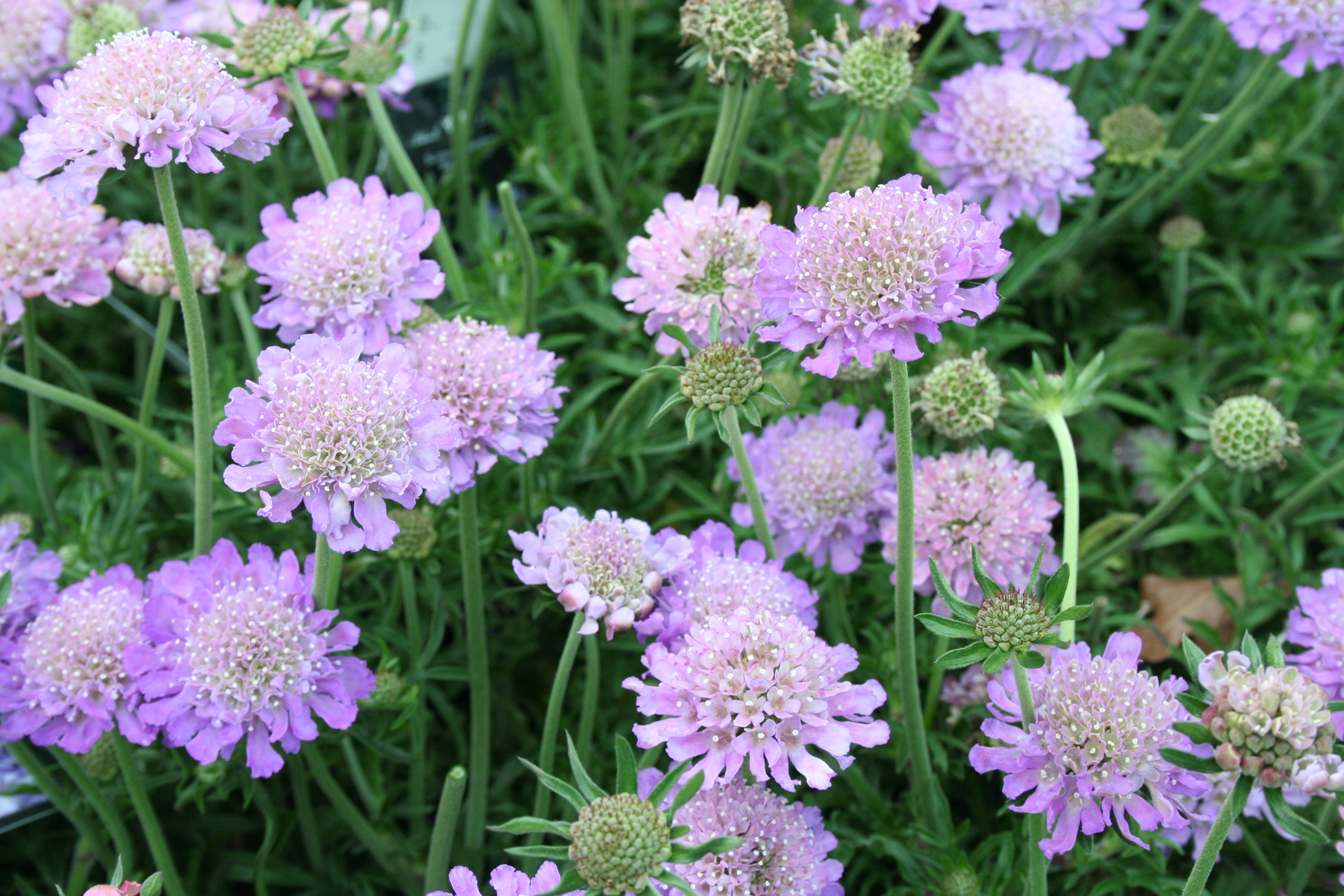 Pincushion Flower 'Butterfly Blue' (Scabiosa columbaria)