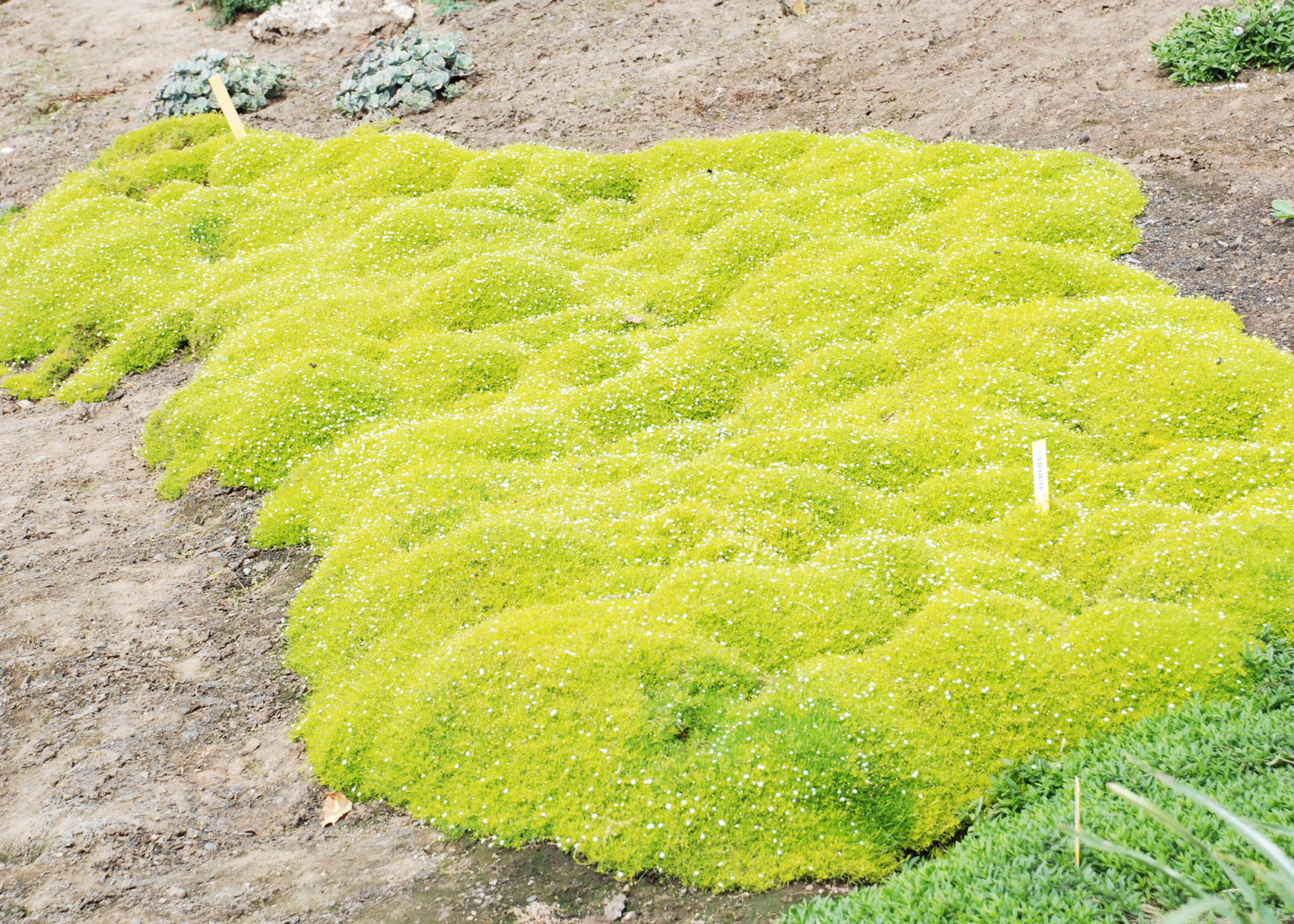 Moss, Scotch 'Aurea' (Sagina subulata)