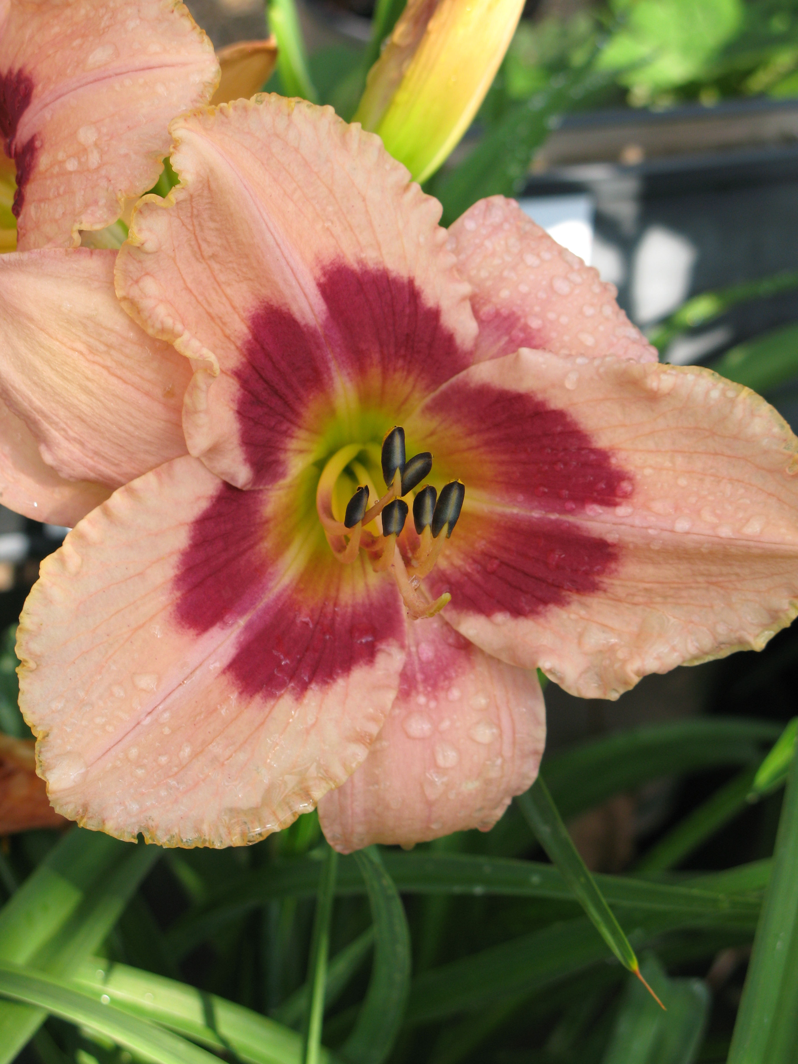 Daylily 'Wineberry Candy' (Hemerocallis)
