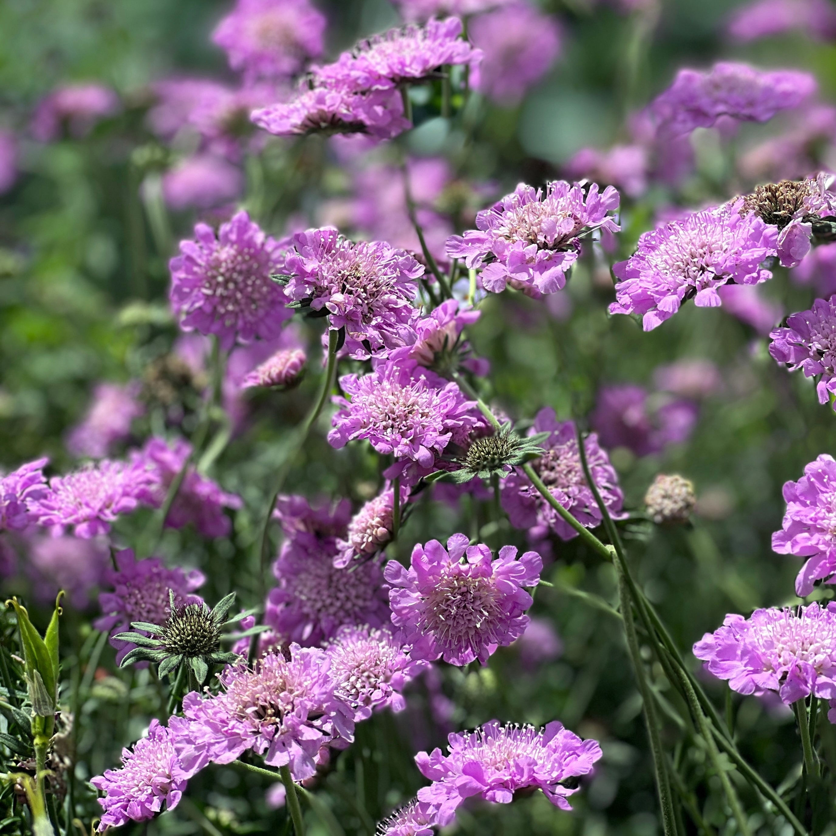 Pincushion Flower 'Flutter Rose Pink' (Scabiosa columbaria)
