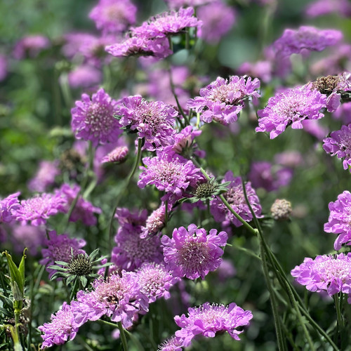 Pincushion Flower 'Flutter Rose Pink' (Scabiosa columbaria) Lakeside