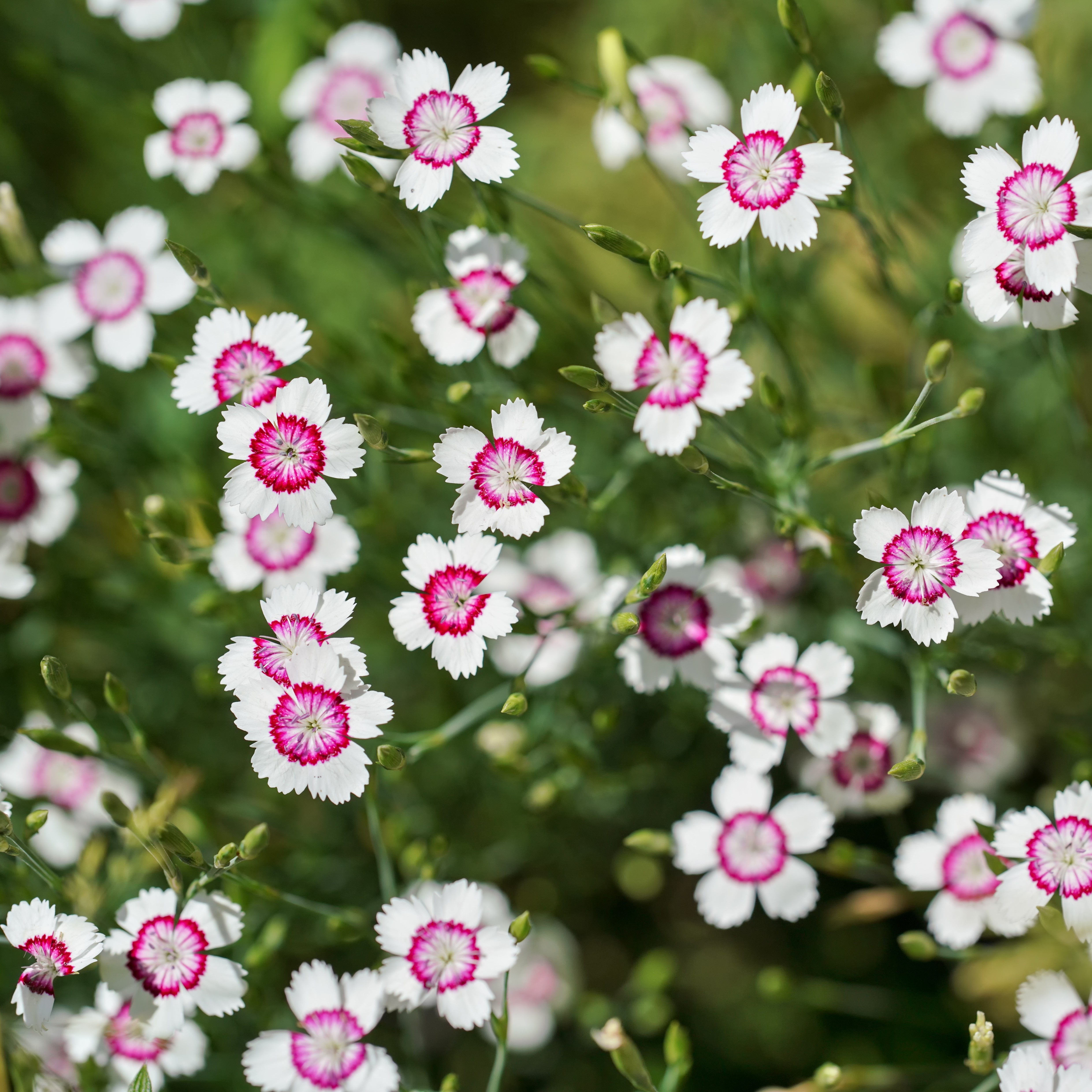 Maiden Pink 'Arctic Fire' (Dianthus deltoides)