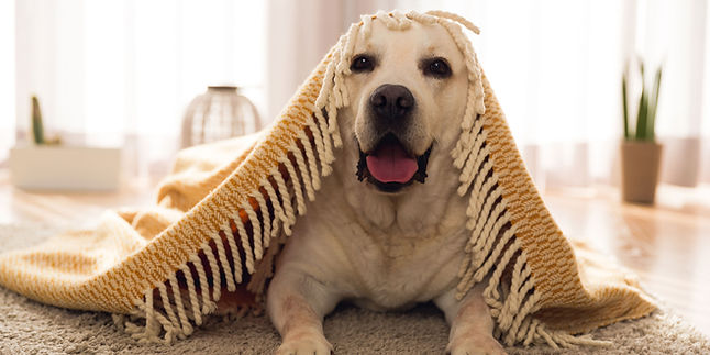 Golden labrador dog having fun with Village Pups pet sitter in Carmel