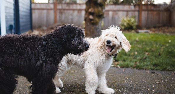 Two labradoodle dogs on a walk with Village Pups dog walker in Carmel