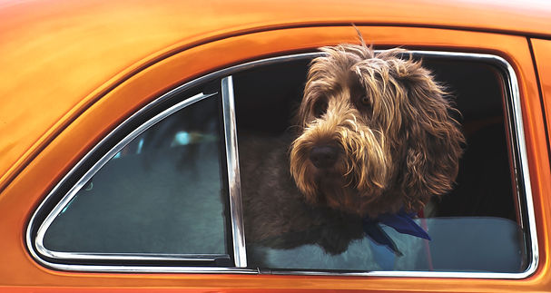 Goldendoodle dog looking out the car window with Village Pups dog walker in Carmel