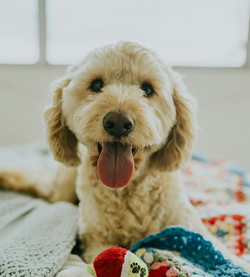 Labradoodle dog smiling with Village Pups pet sitter in Carmel