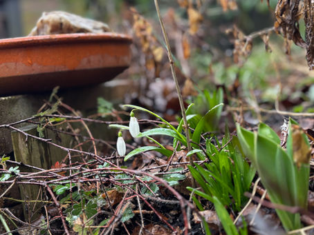 Wat gebeurt er in de tuin: februari