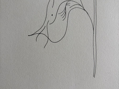 Eigenwijze vogel