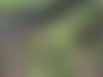 Ein Regentag im Wichtelwald