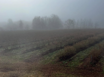 Das Feld vom Obstgarten Schildow im Nebel. Es ist Herbst