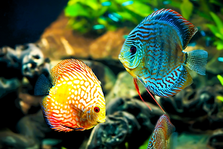 Fish Fixed.png