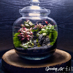 terrarium italia