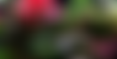 Trasformare un acquario in un paludario