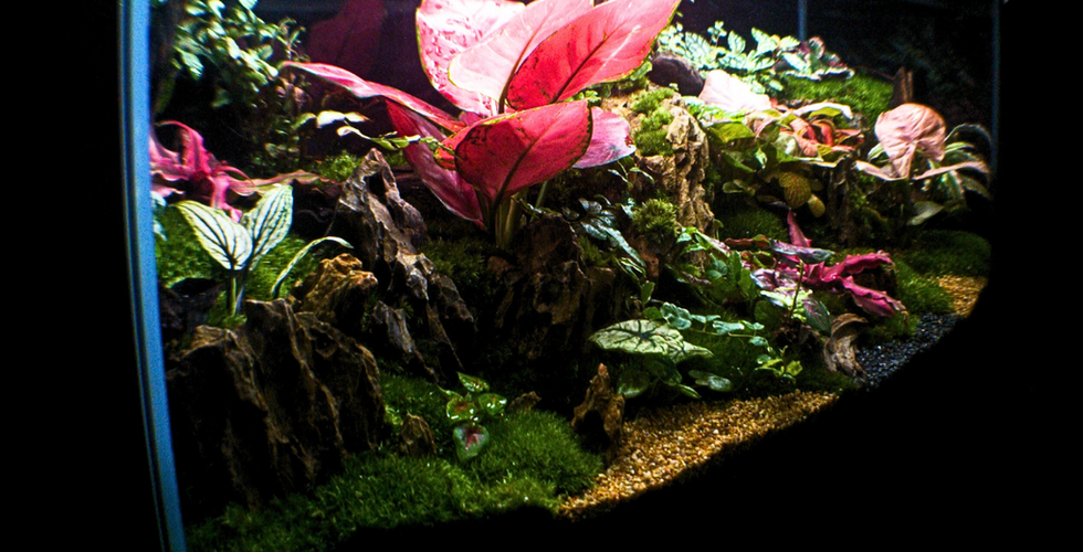 Cosa fare con un acquario dismesso