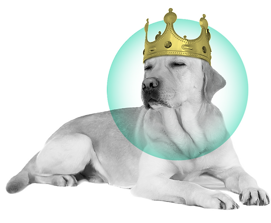 LABRADOR.png